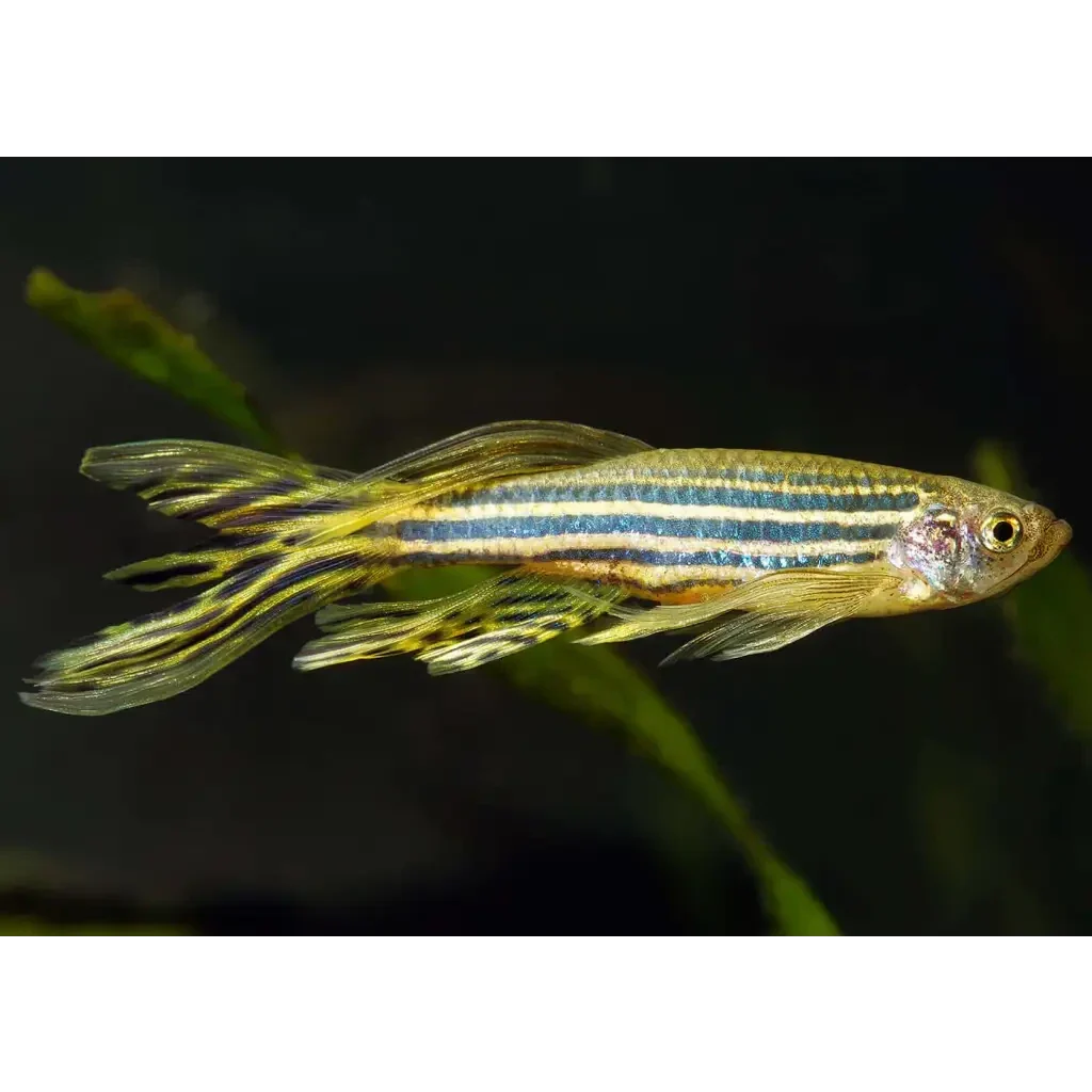 Striped zebrafish.