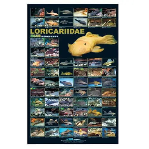 LORICARIIDAE (L NUMBER) Bristlenose Pleco POSTER