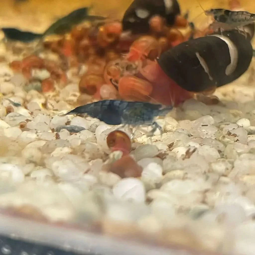 Aquarium with shrimp and snails.
