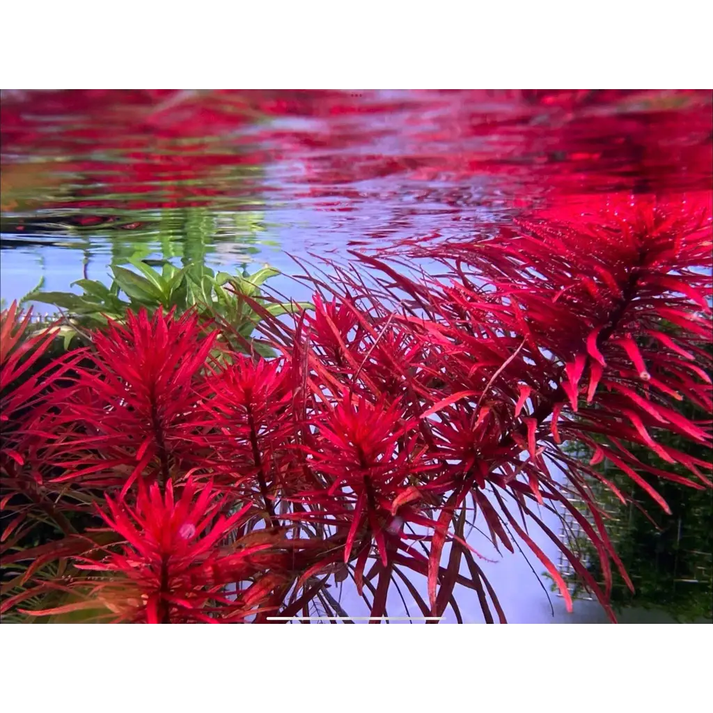 Red aquatic plant with long, slender leaves and vibrant color.