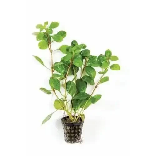 Green aquatic plant in a black plastic pot.