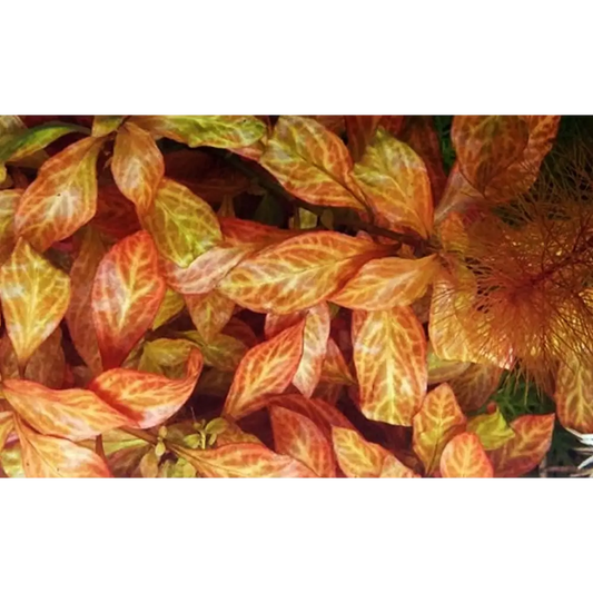 Ludwigia βAtlantisβ Pot
