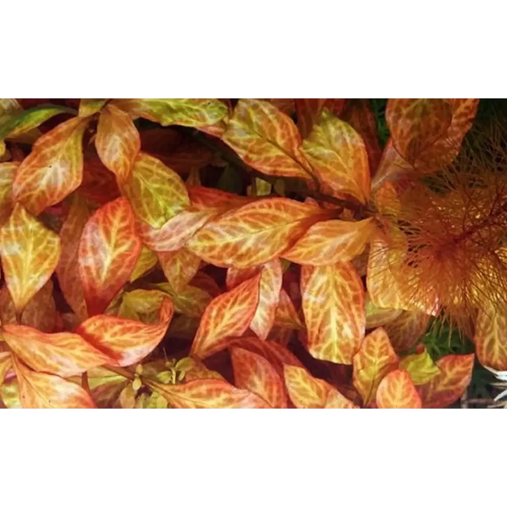 Orange and green aquatic plant.