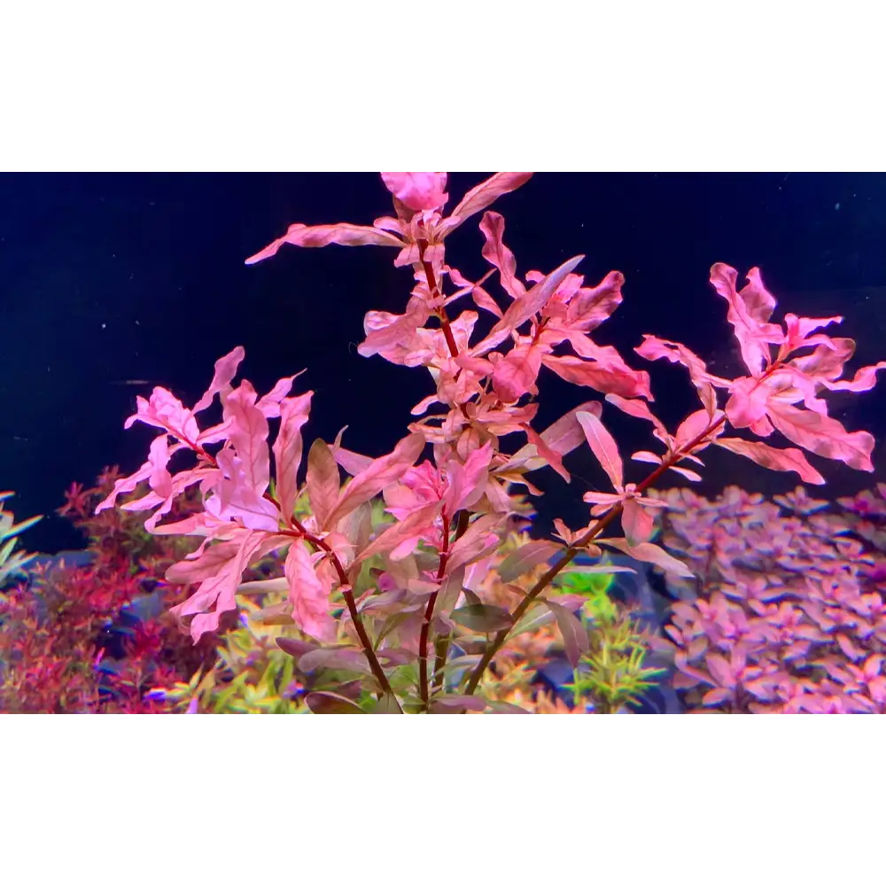 Pink aquatic plant with delicate, flowing leaves and slender stems.