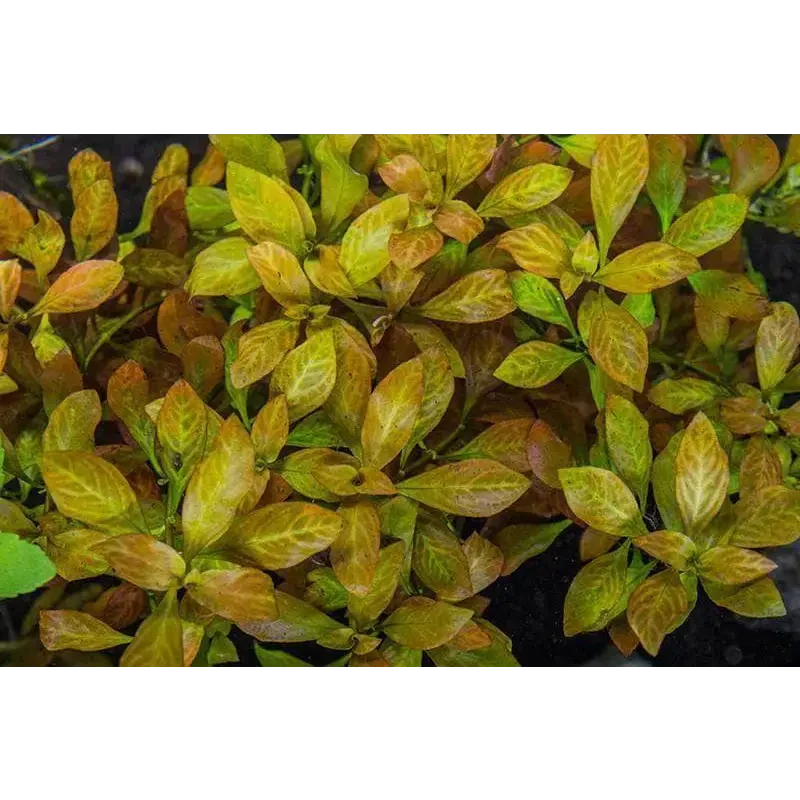 Golden-hued aquatic plant.