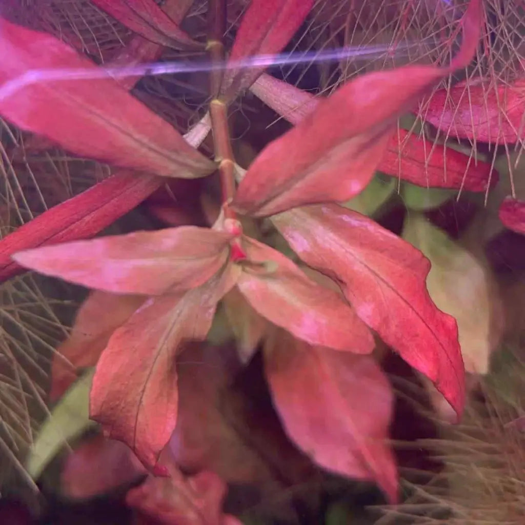 Red leafy plant with glossy texture and vibrant color.