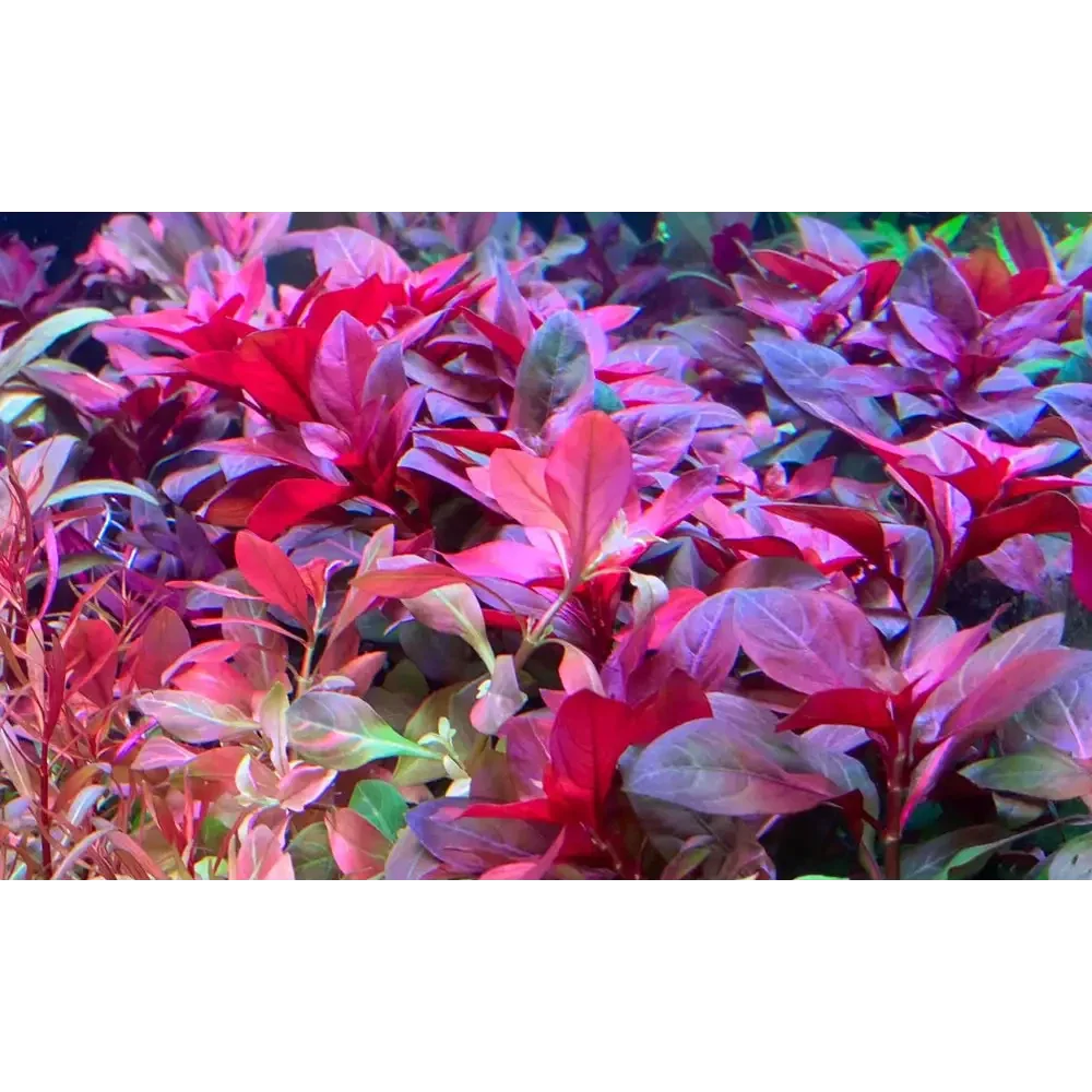 Vibrant red aquatic plants.