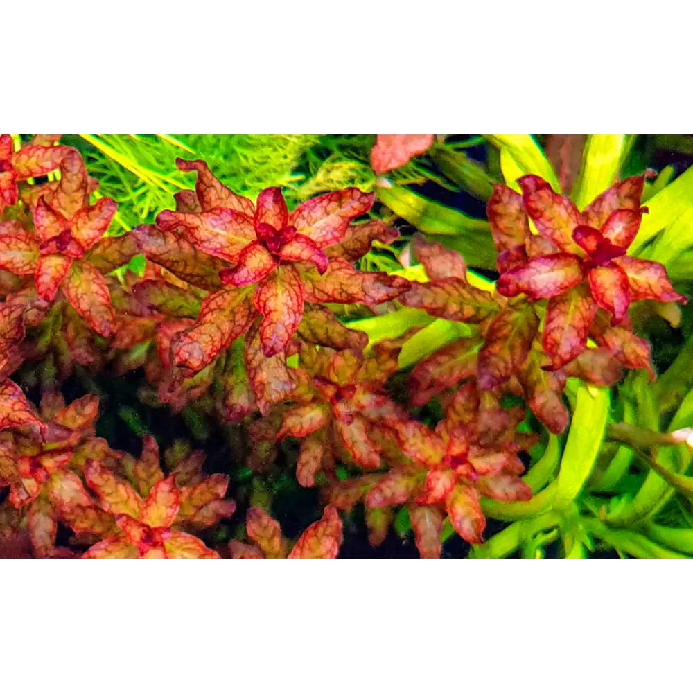 Vibrant red and green aquatic plant with delicate, leafy fronds.
