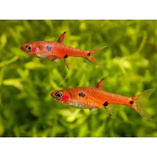 Two bright red harlequin rasbora fish.