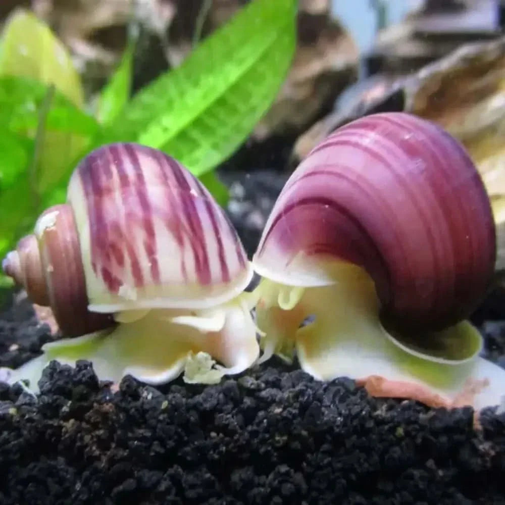 Two purple mystery snails.