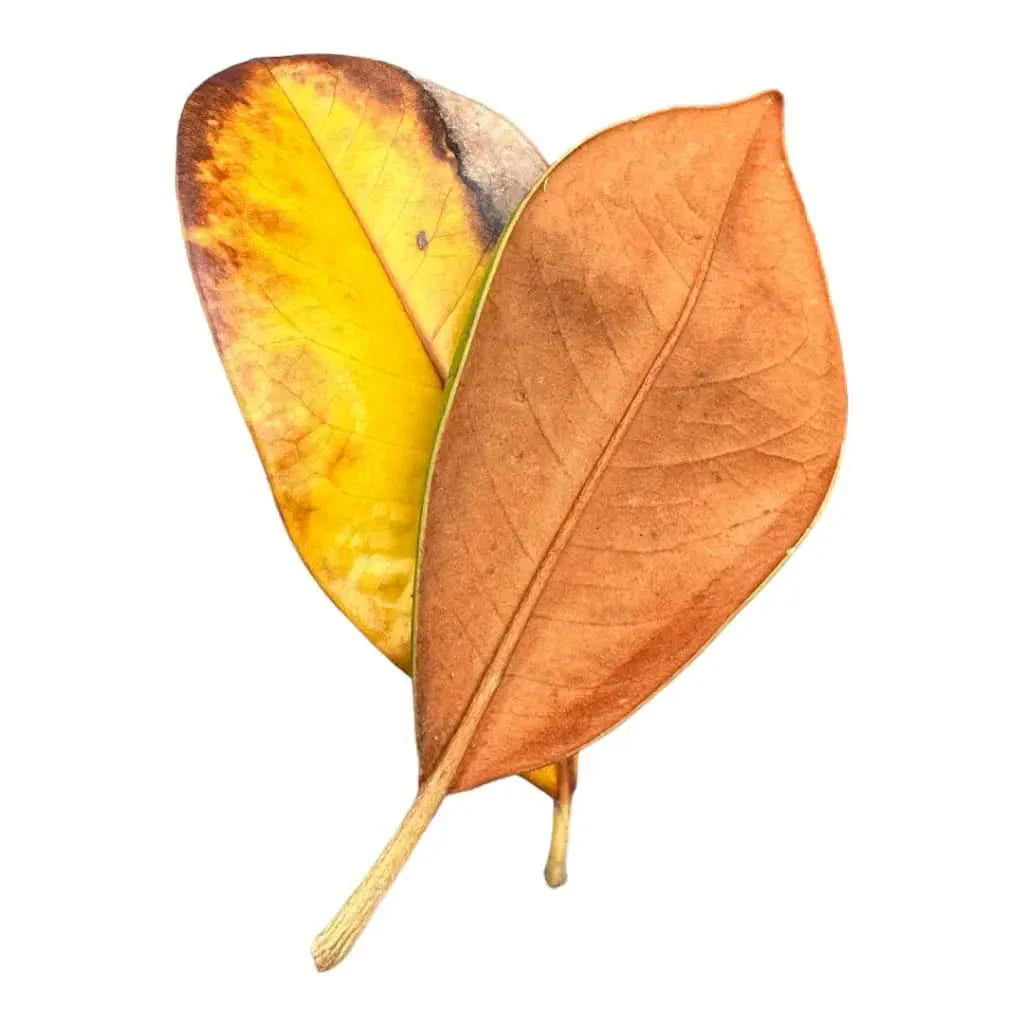 Two decaying leaves.