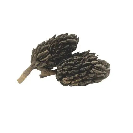 MAGNOLIA SEED PODS (3 PACK)