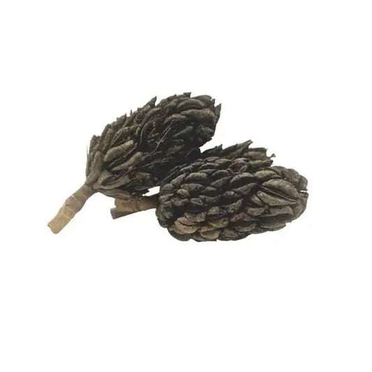 MAGNOLIA SEED PODS (3 PACK)