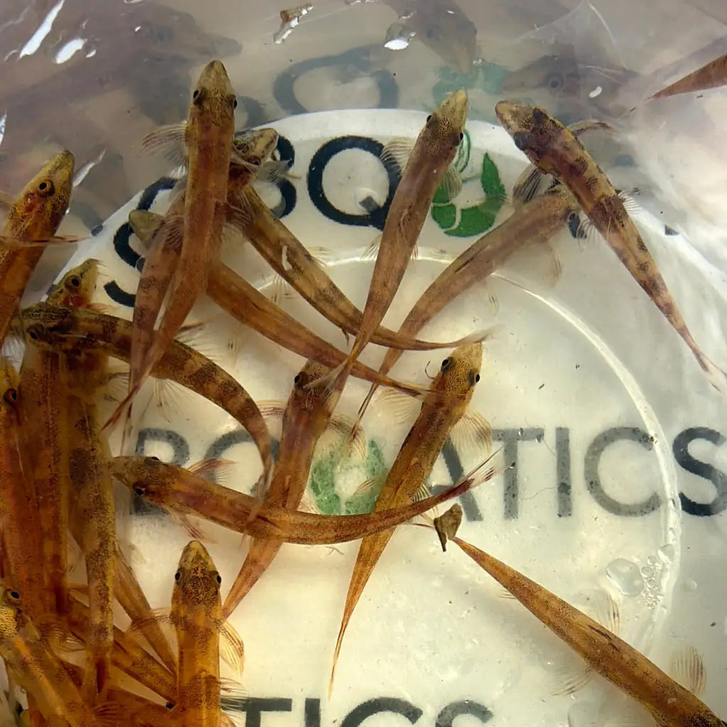 A group of slender, translucent brown fish with dark spots and delicate fins swim in a clear plastic container.