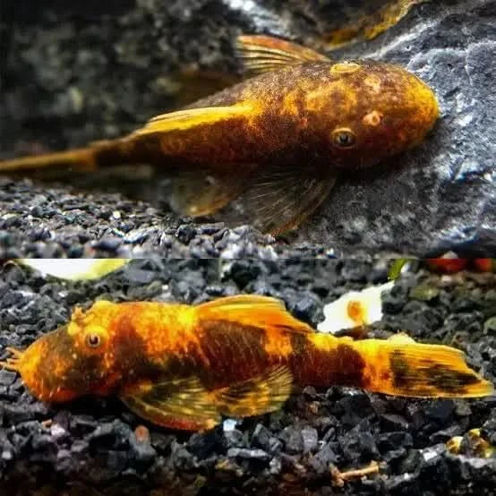 Two orange bristlenose plecos.