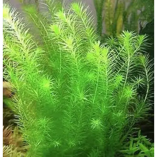 MAYACA FLUVIATILIS Bunch