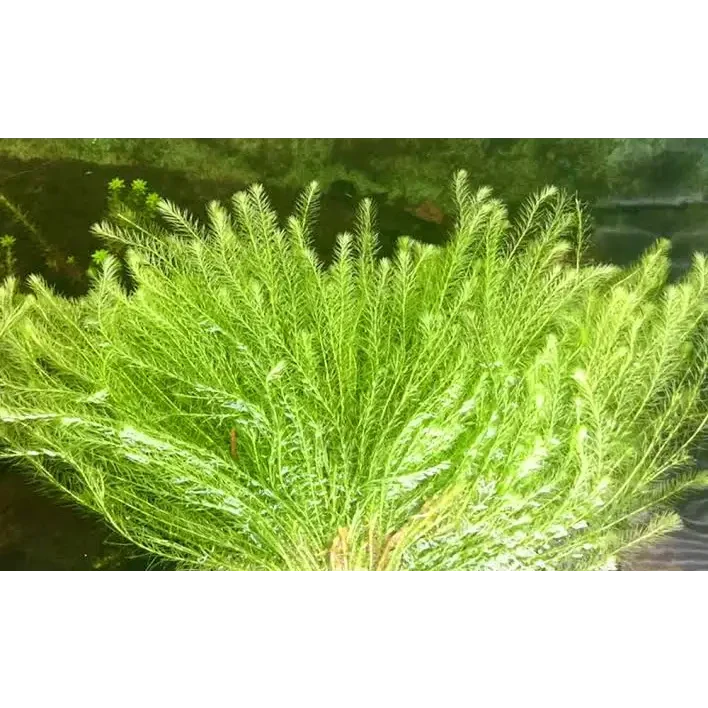 Lush green aquatic plant.