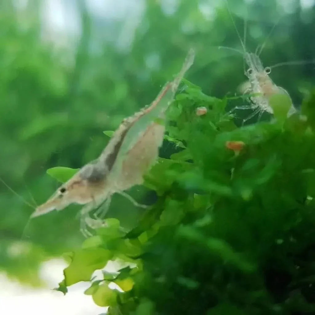 Pregnant Amano shrimp.