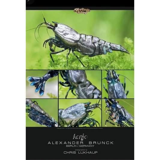 Metallic Shrimp Poster