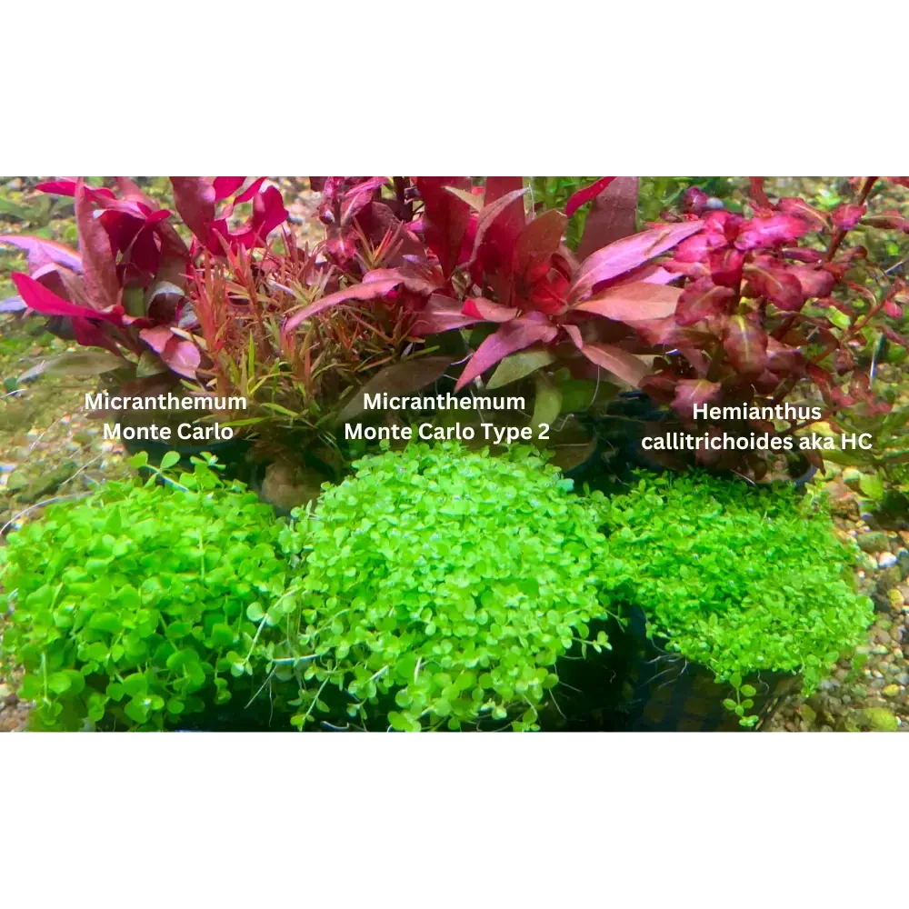 Aquatic plant assortment.