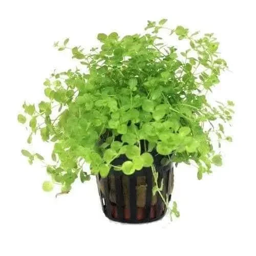 Green plant in a dark pot.