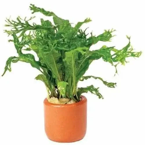 Green plant in orange pot.