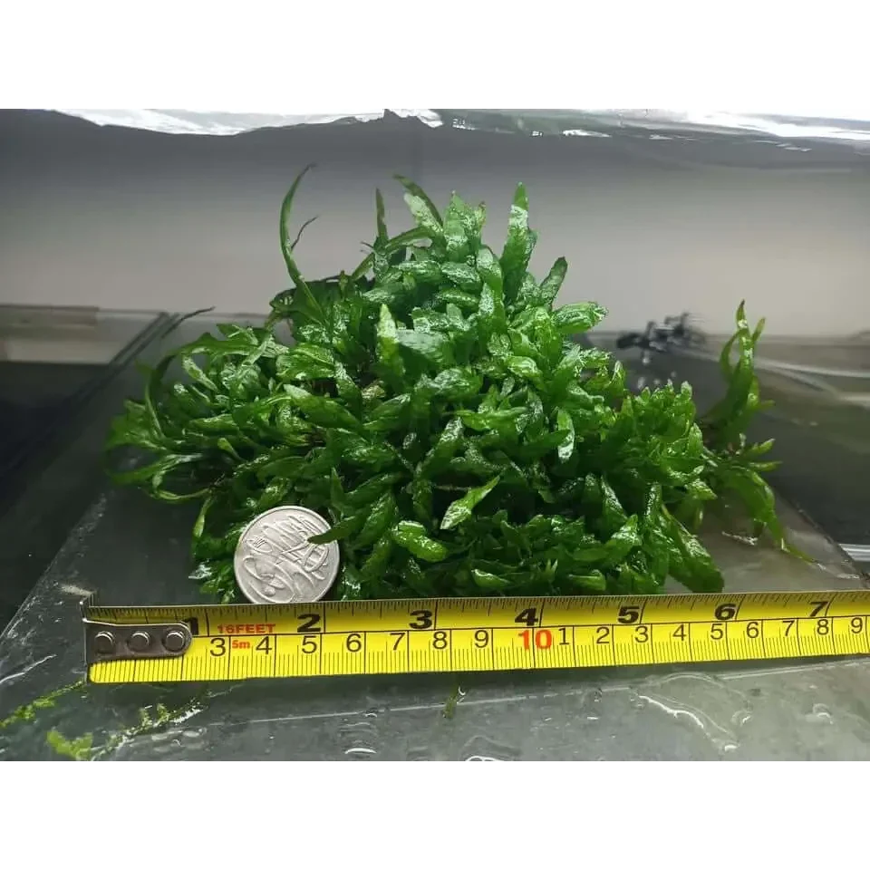 Aquatic plant with a coin and measuring tape.