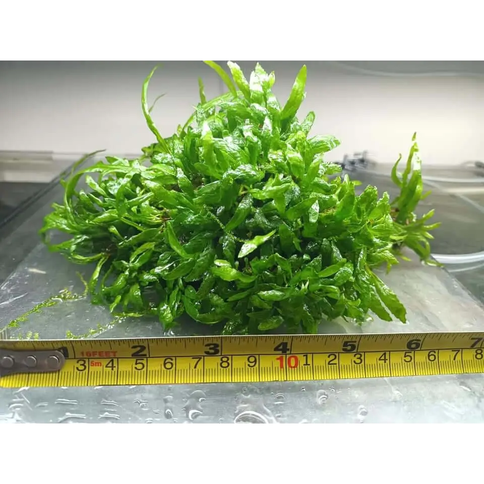 Micro Java Fern - Rare - 50 Cent