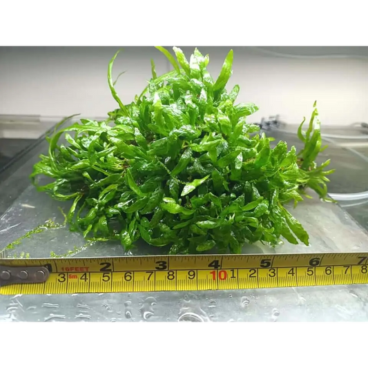 Micro Java Fern - Rare - 50 Cent