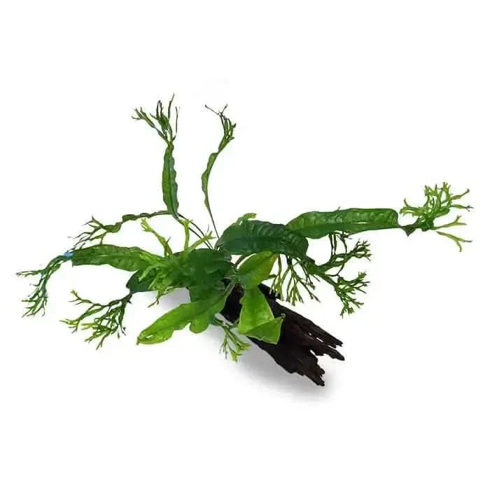 Aquarium plant on driftwood.