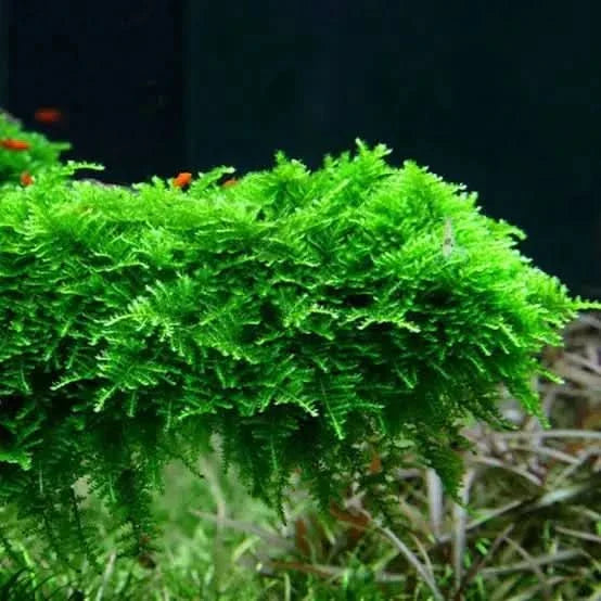 Lush green aquatic moss.