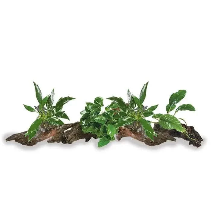 Aquarium driftwood with attached green plants.
