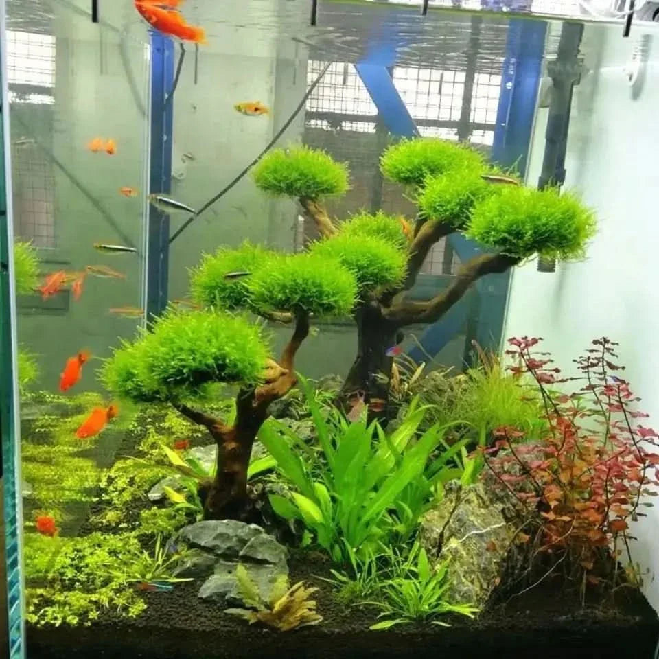 Aquarium with bonsai trees and fish.