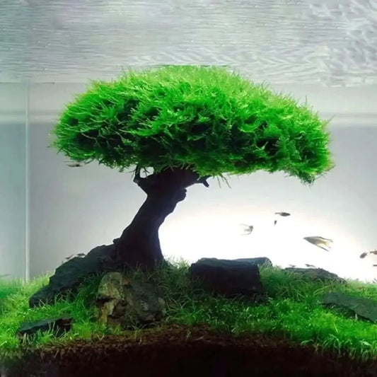 Mini Driftwood Tree (Moss Not Included) L(13A,B)