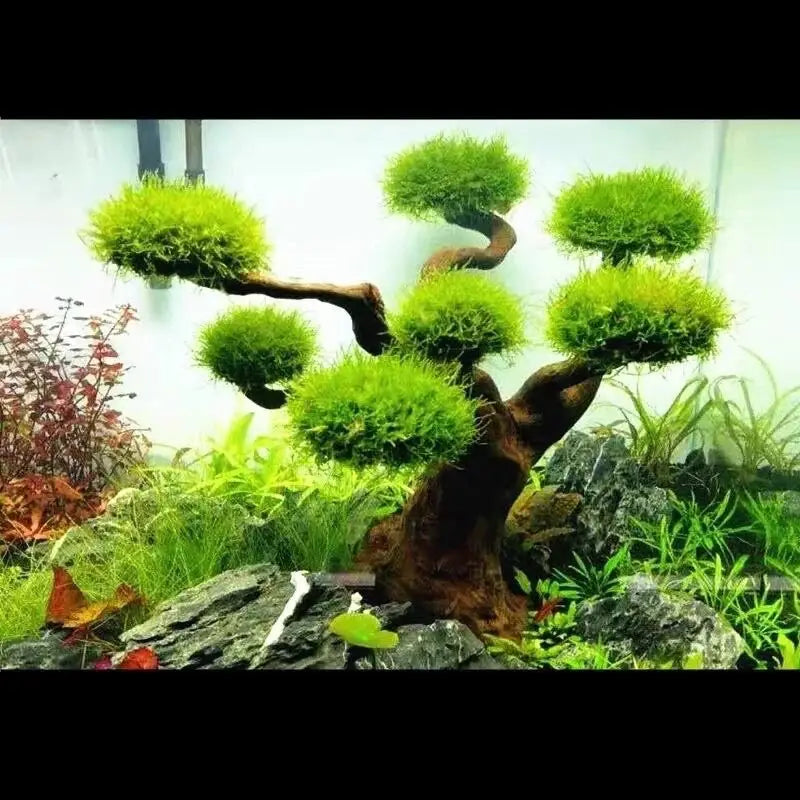 Mini Driftwood Tree (Moss Not Included) L(13A,B)