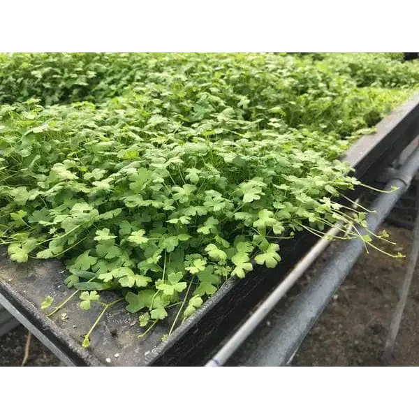 Dense green clover patch.