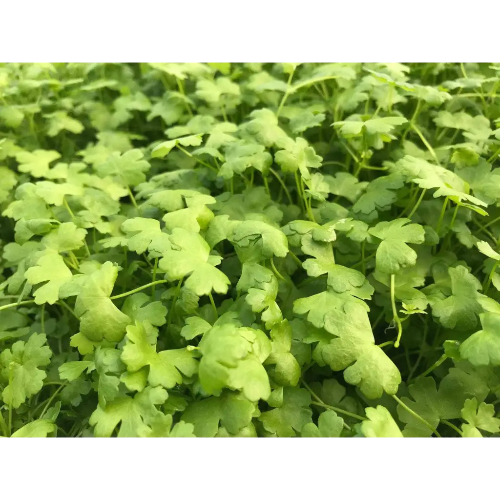 Mini Japan Hydrocotyle pot