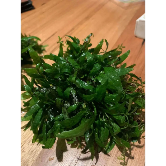 Mini Java Fern (2-3 leaves on rhizome)