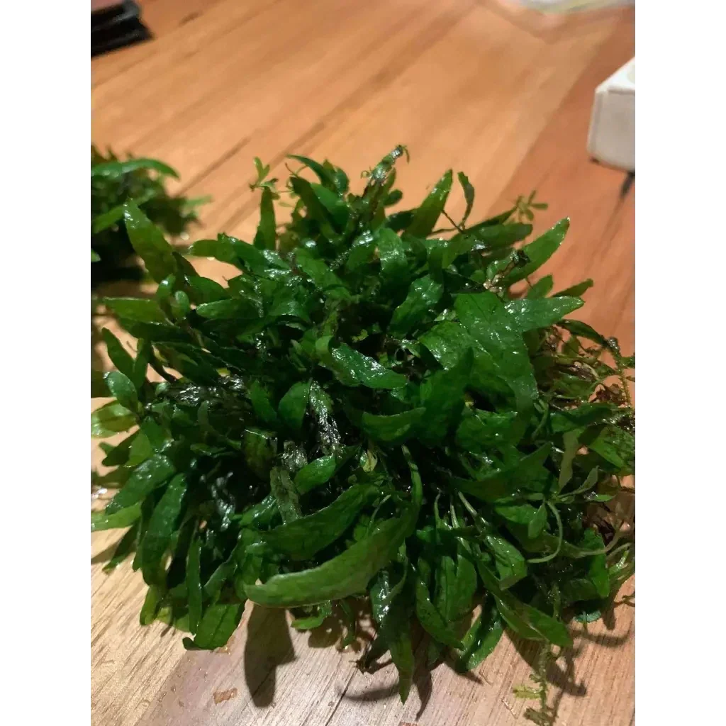 Lush green aquatic plant.