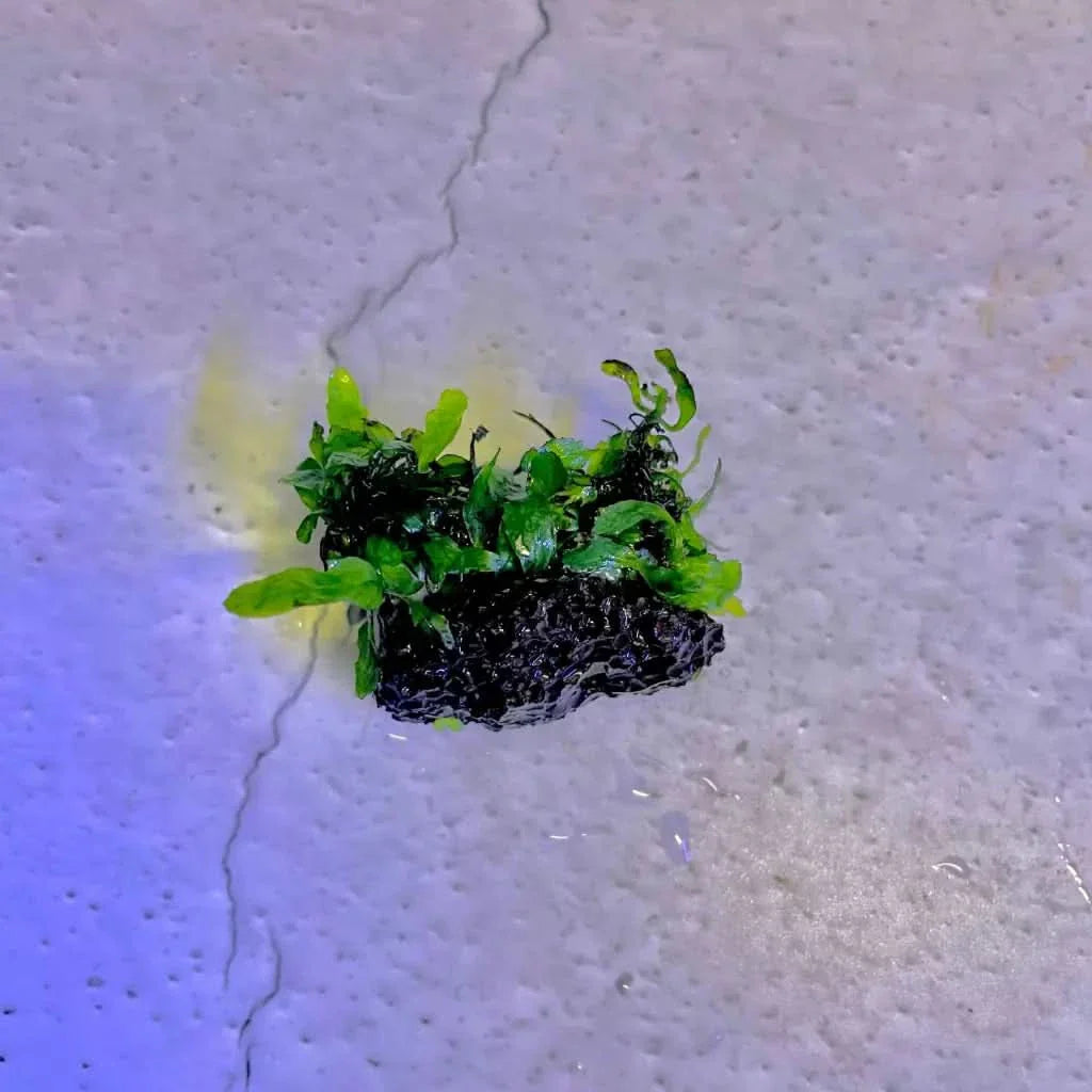 Aquatic plant on porous rock.