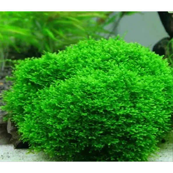 Bright green aquatic moss.