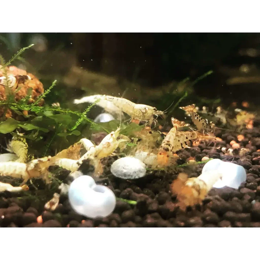 Aquarium shrimp feeding.