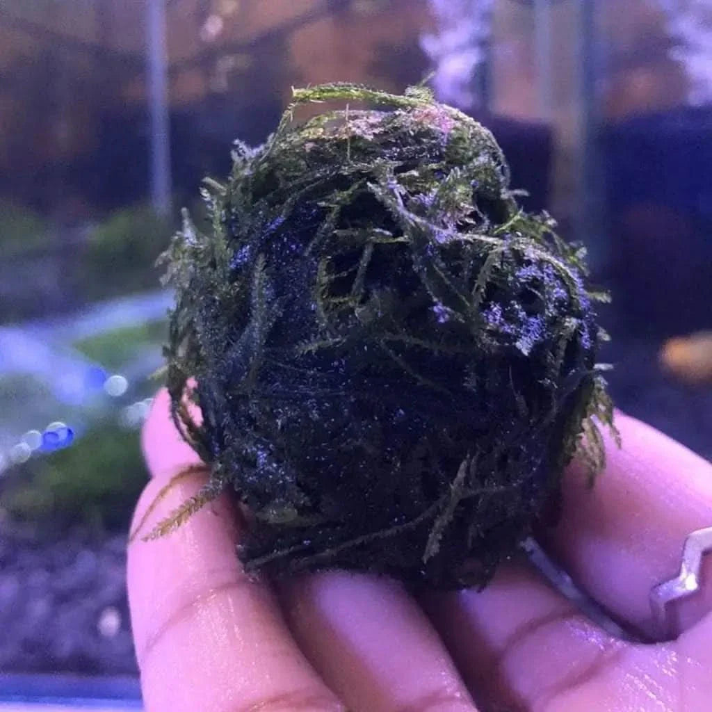 Round, green moss ball.