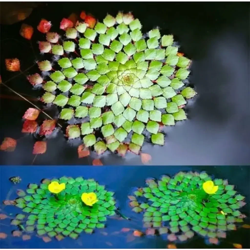 Aquatic plant rosette.