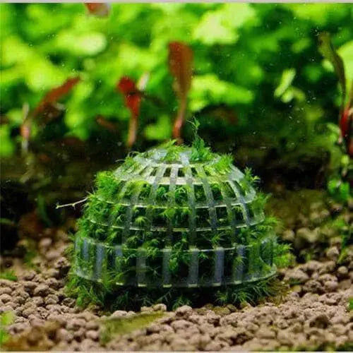 Moss Ball Dome-ABQUATICS