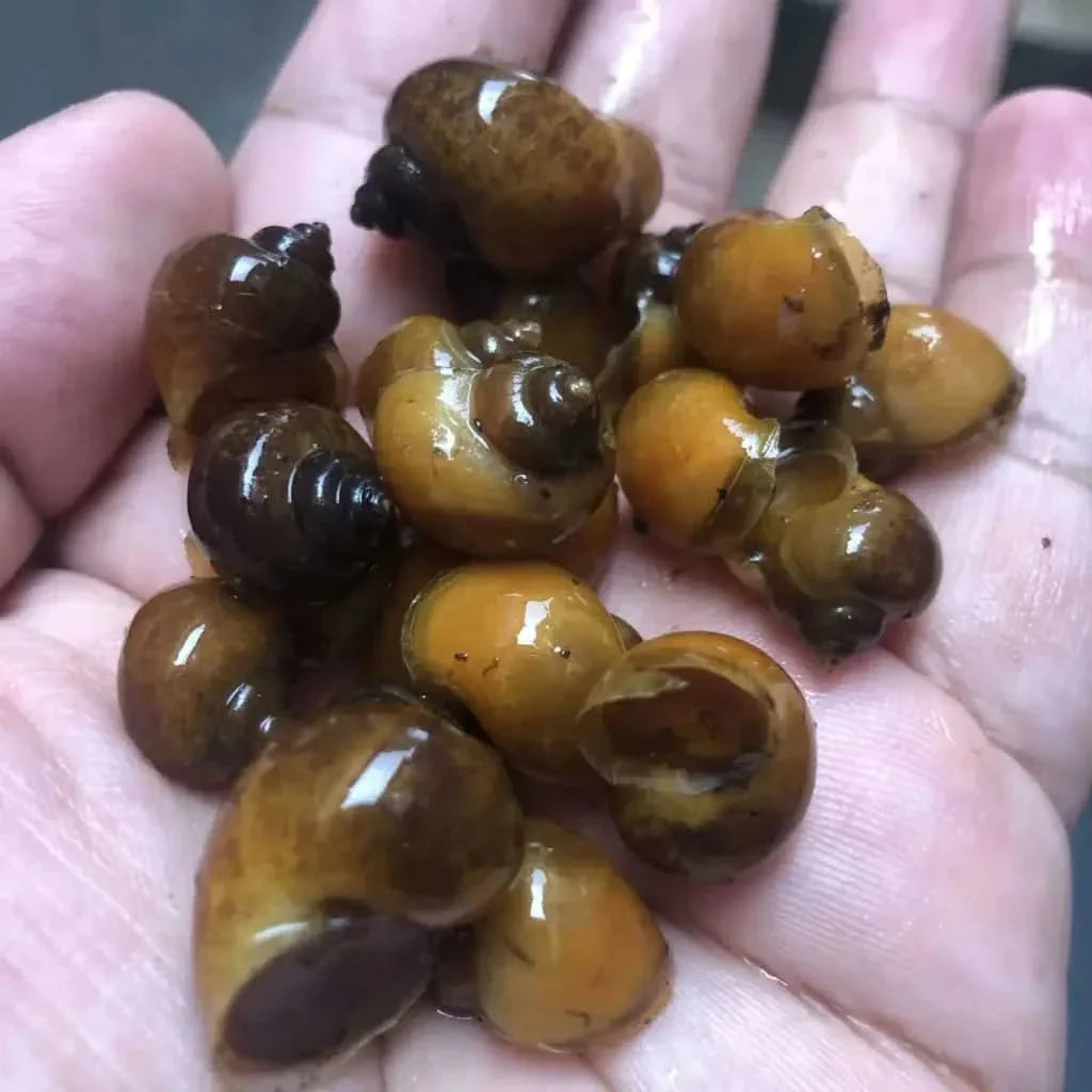 Handful of brown snails.