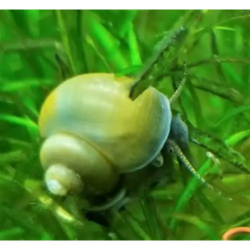 A light-colored freshwater snail with a partially open shell, displaying its siphon and tentacles.