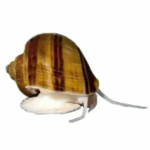 Striped apple snail.