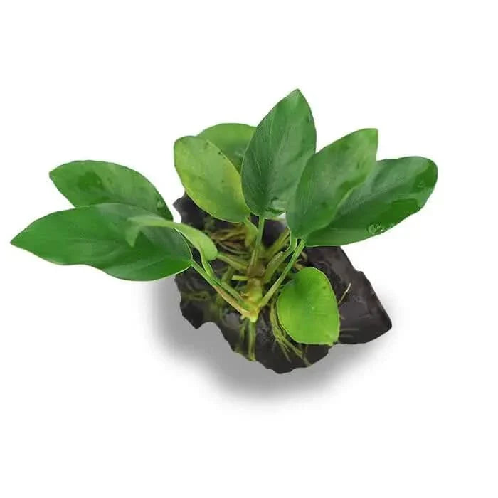 Aquatic plant on driftwood.