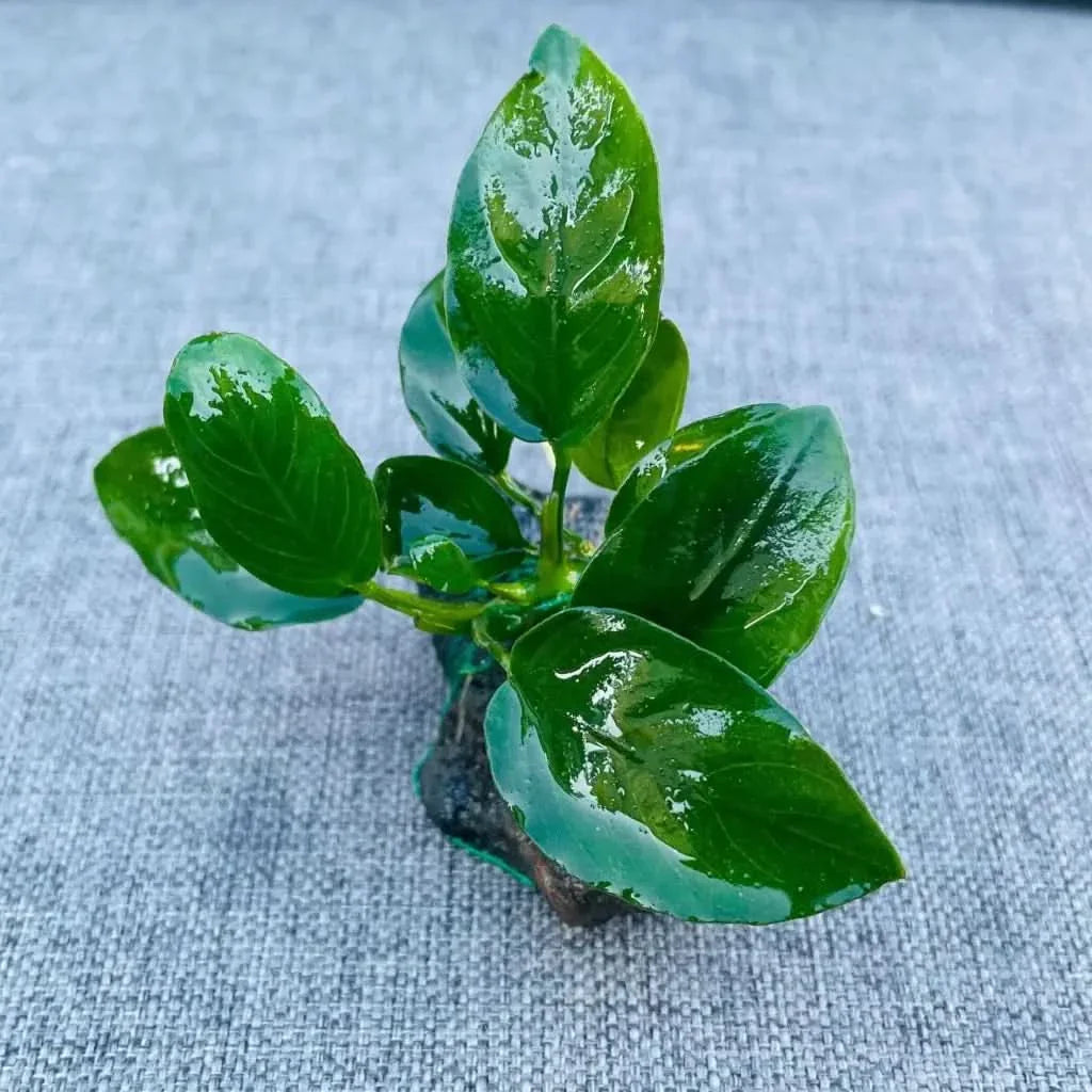Lush green aquatic plant.